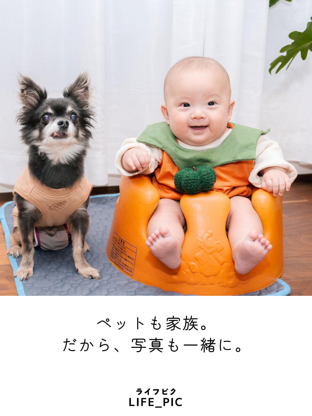 ペットさんと一緒の撮影も大歓迎です。
環境の変化に敏感だったり、移動が負担になったりと、ペットさんによっては撮影のハードルが高くなりがち。
出張撮影なら、安心の環境で撮影できます。

わんちゃん猫ちゃんはもちろん、鳥さんや爬虫類さん、何でも大歓迎。
生き物大好きカメラマンです😆

▫️出張 記念撮影 ５０枚（最低保証）
　平日　　　21,000円
　土日祝　　26,000円

気になったらぜひコメントください♪

…出張撮影LIFE_PIC（ライフピク）…
横浜エリアを中心に、ご自宅やお参り先などへ出張撮影に伺います。
ニューボーンフォトからお宮参り・七五三・入園入学・成人式など、ご家族のライフイベントに広く寄りそって撮影しています。
【「愛おしい」を写真に込めて】
人生の中でふと訪れる、「愛おしい」と思う瞬間。あっという間に過ぎてしまう、ご家族の「いま」という時間と想いを、写真というカタチで未来に残しませんか？
【記念日、がんばらなくて大丈夫！】
「頑張らなきゃいけない記念日」から「頑張らなくていい、楽しい記念日」へ。準備やお世話、記念の日の大変なあれこれが、少しでも軽くなるようにお手伝いができれば幸いです。

 #出張撮影横浜 
 #家族写真 
 #ペット 
 #ペット写真 
 #記念撮影