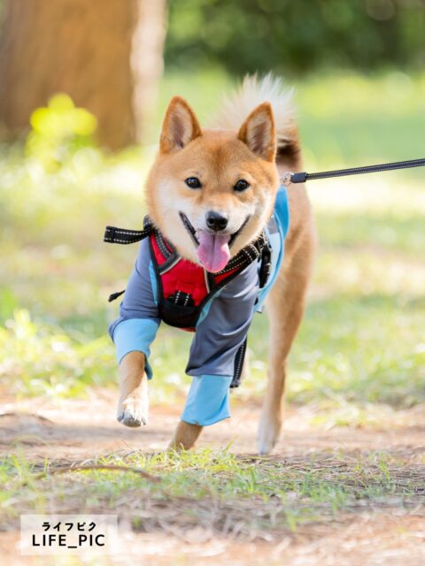 ペットも家族。だから写真も一緒に。
【記念撮影 ¥21,000〜】
環境の変化にデリケートなペットさん。
出張撮影ならご自宅で・いつもの散歩コースで安心して撮影できます。
ワンちゃん猫ちゃんはもちろん、どんなペットさんでもOKです。生き物大好きカメラマンが撮影に伺います！

…出張撮影LIFE_PIC（ライフピク）…
横浜エリアを中心に、ご自宅やお参り先などへ出張撮影に伺います。
ニューボーンフォトからお宮参り・七五三・入園入学・成人式など、ご家族のライフイベントに広く寄りそって撮影しています。
【「愛おしい」を写真に込めて】�人生の中でふと訪れる、「愛おしい」と思う瞬間。あっという間に過ぎてしまう、ご家族の「いま」という時間と想いを、写真というカタチで未来に残しませんか？
【記念日、がんばらなくて大丈夫！】
「頑張らなきゃいけない記念日」から「頑張らなくていい、楽しい記念日」へ。準備やお世話、記念の日の大変なあれこれが、少しでも軽くなるようにお手伝いができれば幸いです。

＃出張撮影＃横浜＃記念撮影＃家族写真＃ペット撮影